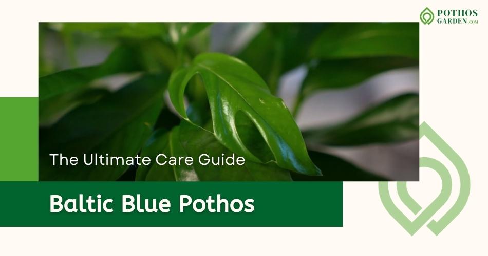 Baltic Blue Pothos