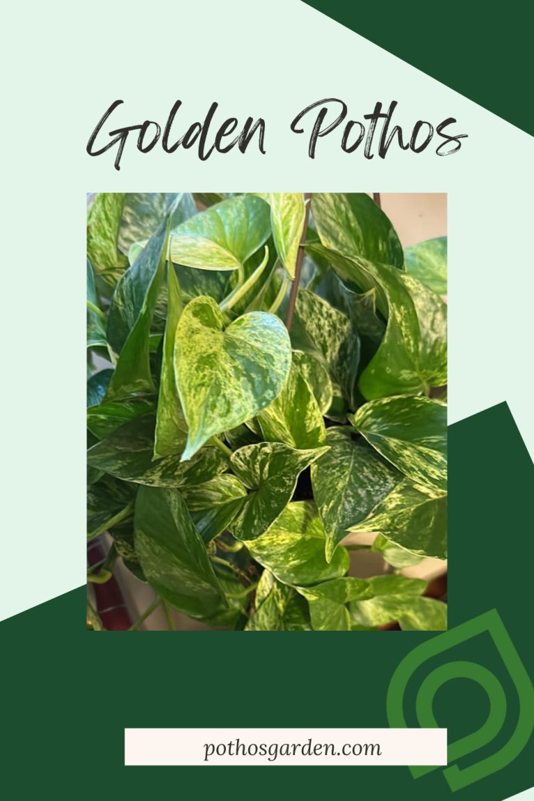 Golden Pothos