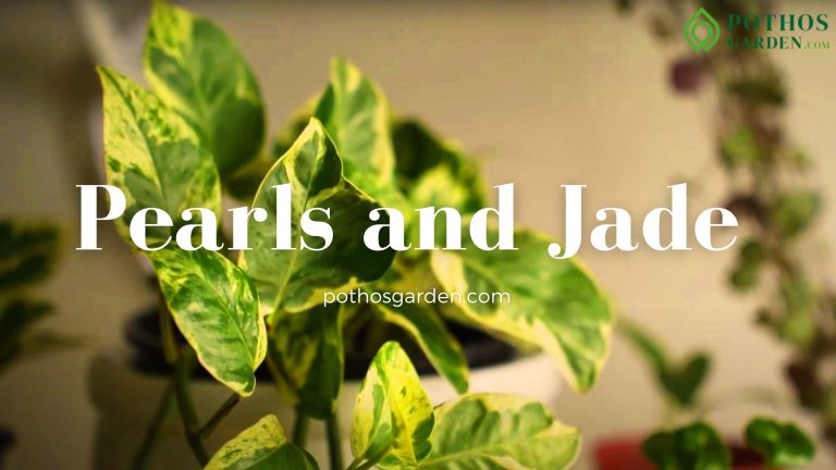 Pearls and Jade Pothos