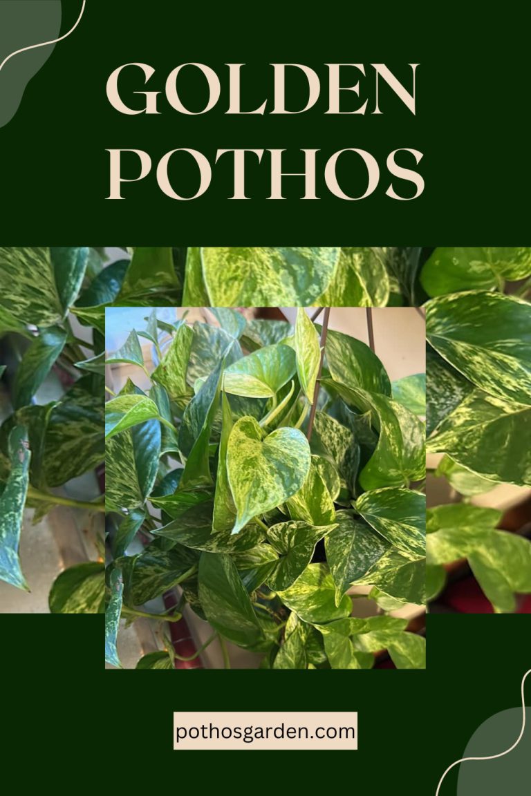 Golden Pothos