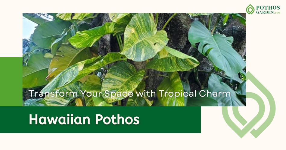 Hawaiian Pothos