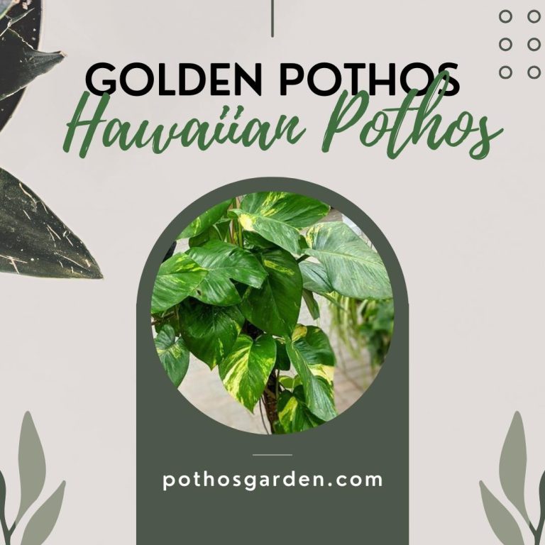Hawaiian Pothos & Golden Pothos