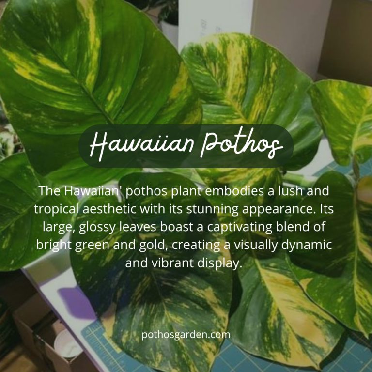 Hawaiian Pothos