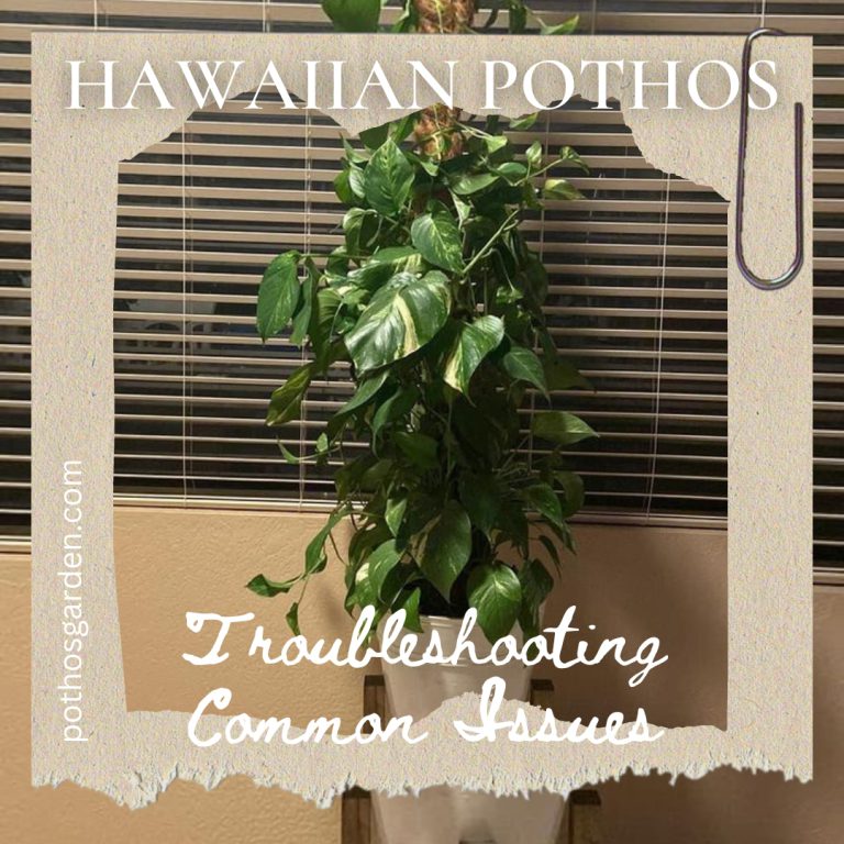 Hawaiian Pothos