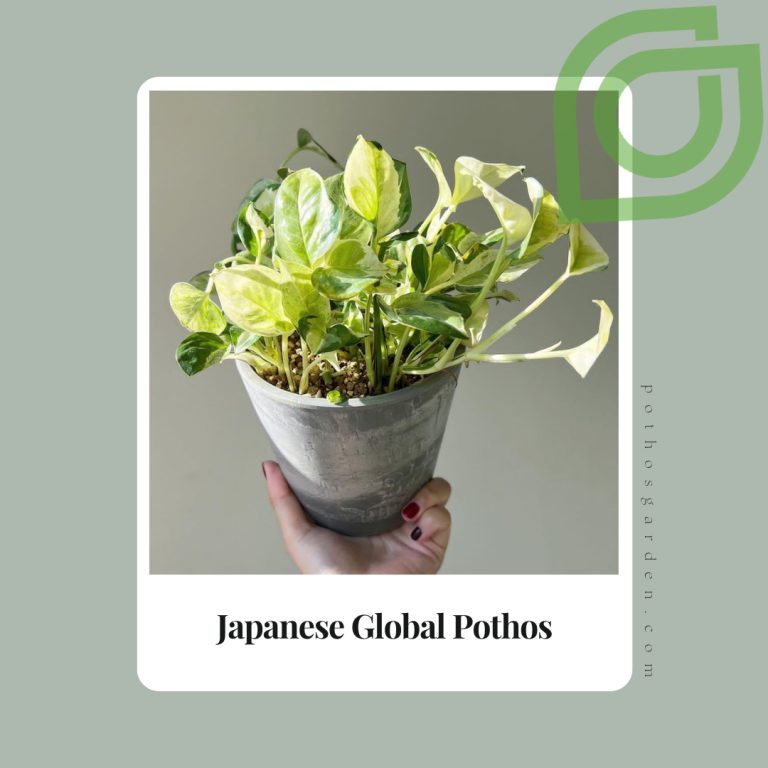 Japanese Global Pothos