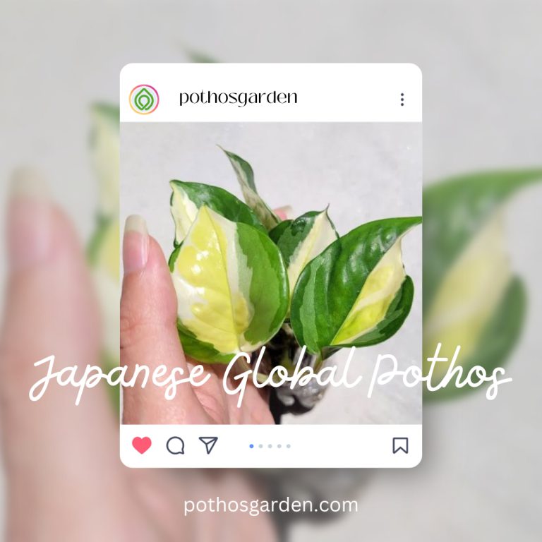 Japanese Global Pothos