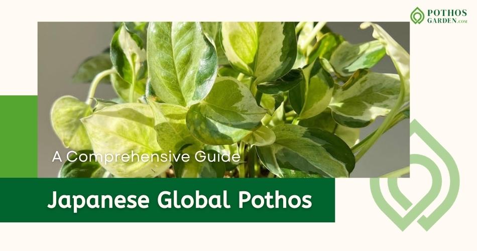 Japanese Global Pothos