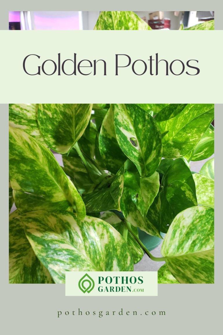 Golden Pothos