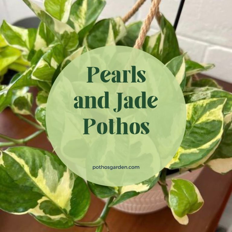 Pearls and Jade Pothos
