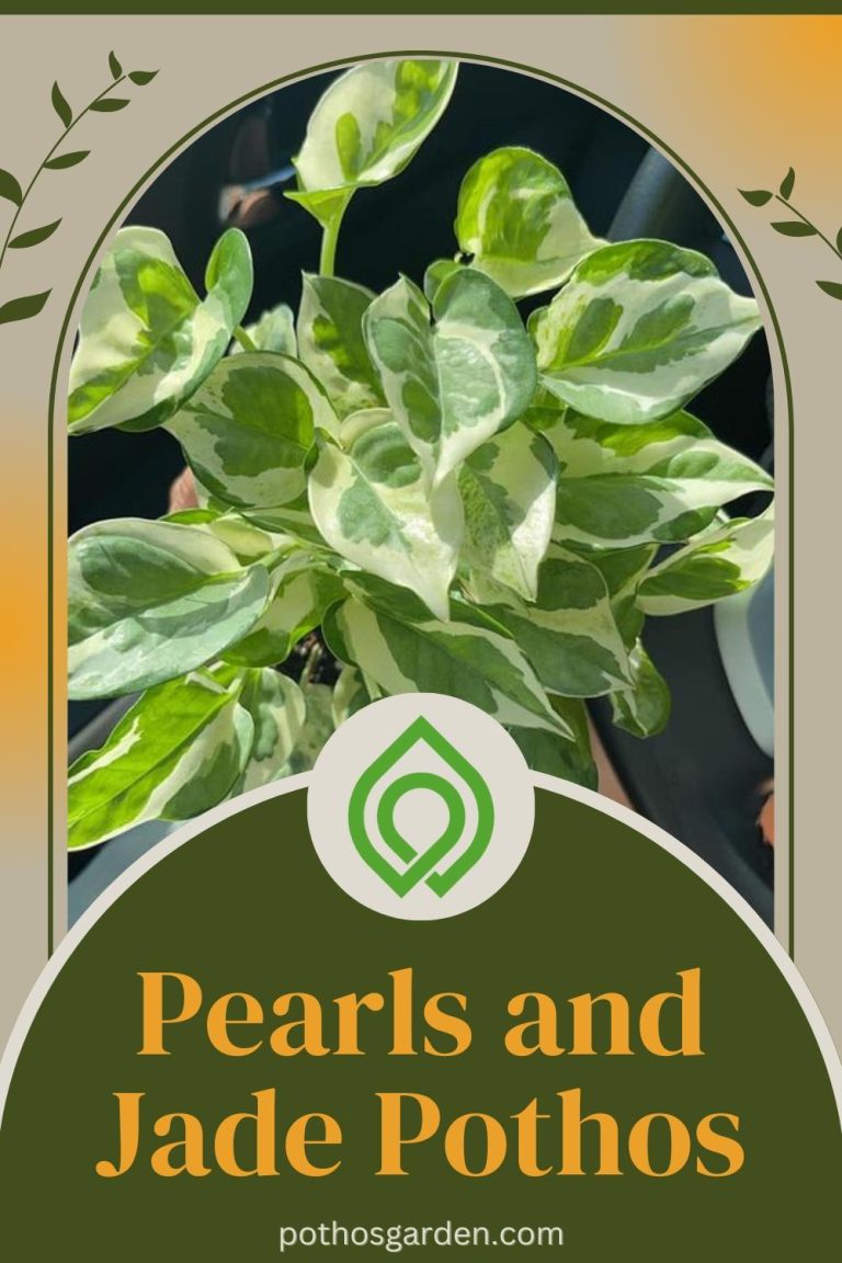 Pearls and Jade Pothos