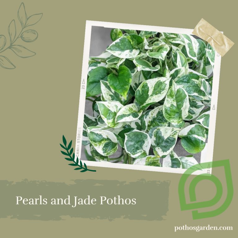 Pearls and Jade Pothos