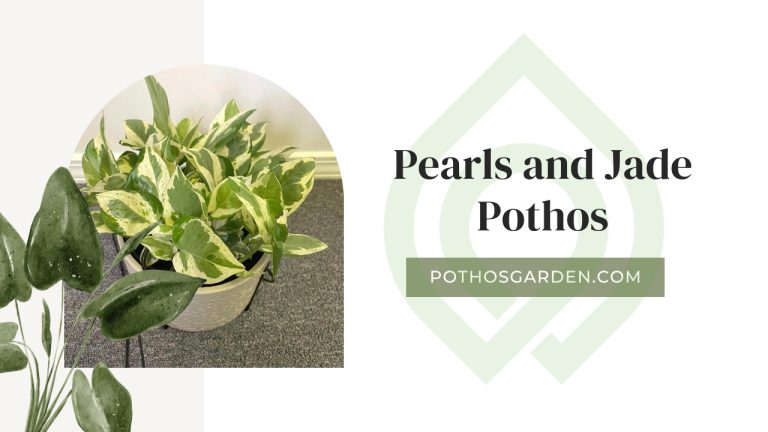 Pearls and Jade Pothos