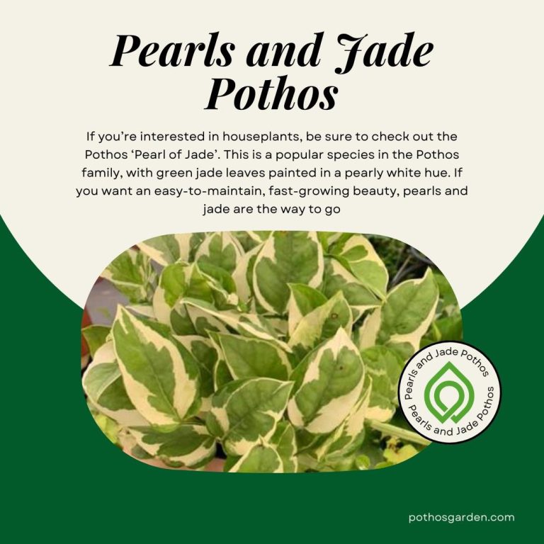 Pearls and Jade Pothos