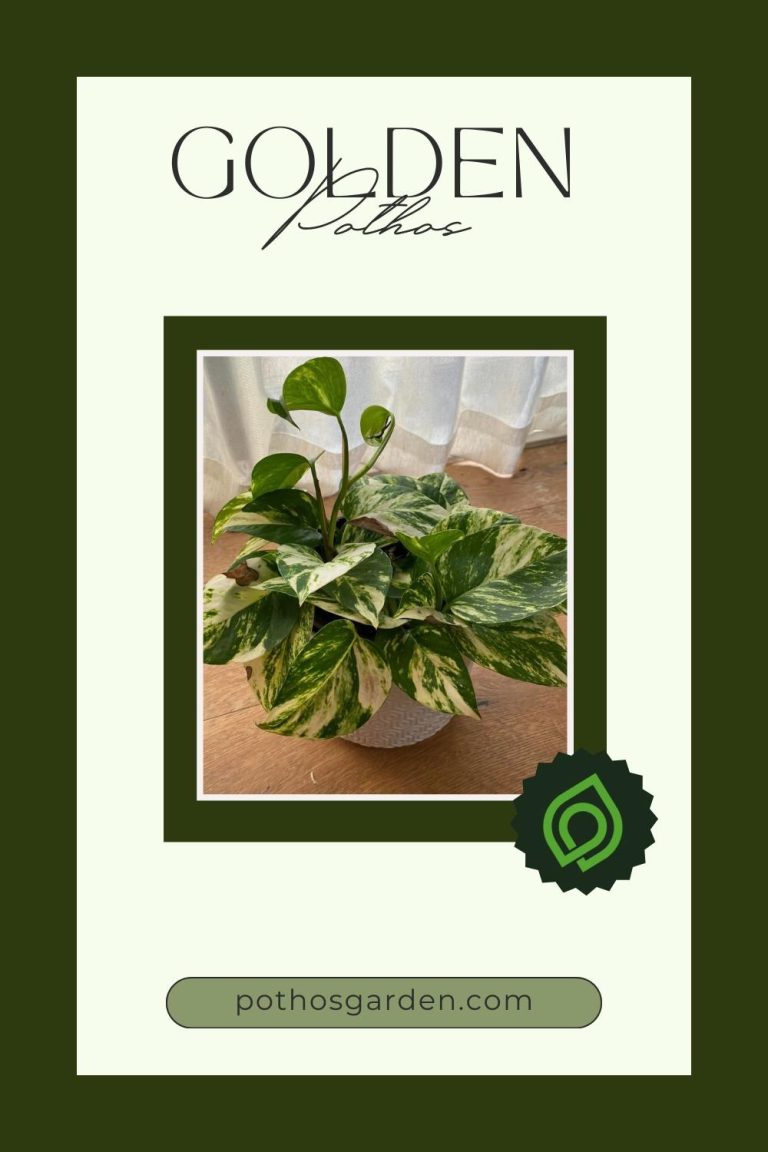 Golden Pothos