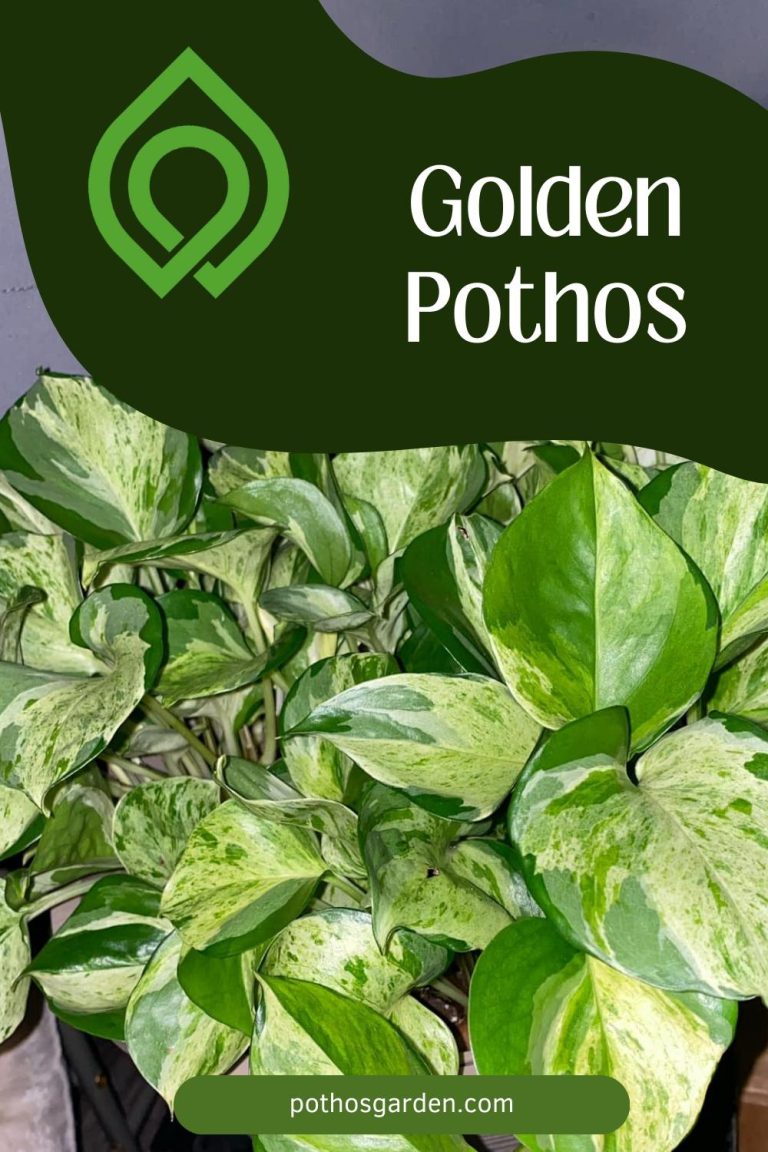 Golden Pothos