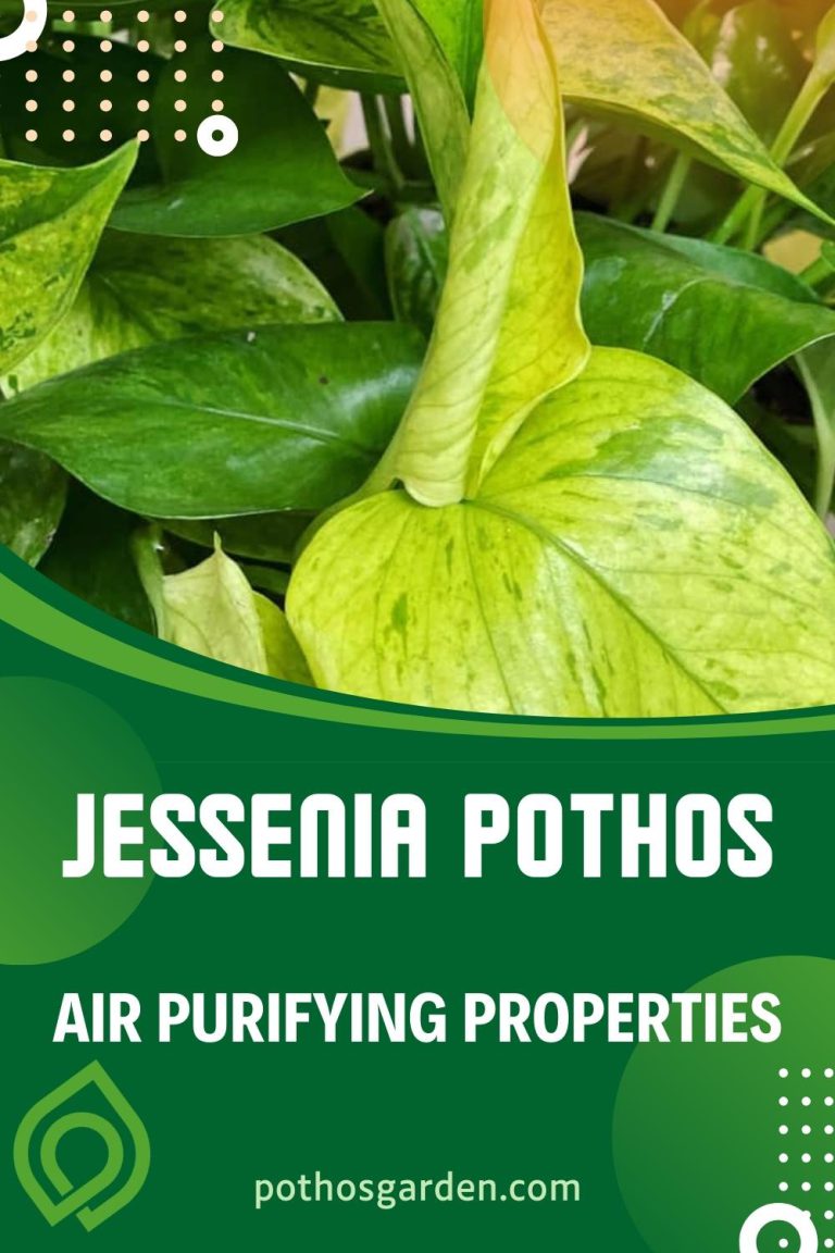 Jessenia Pothos