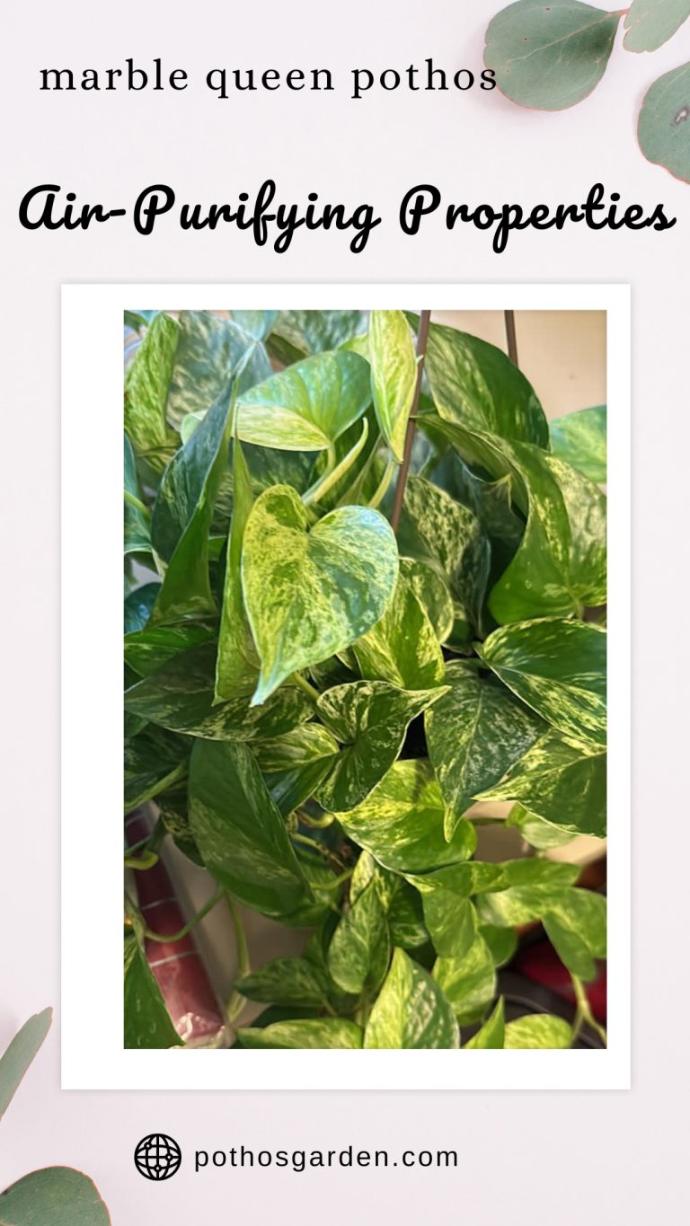 marble queen pothos