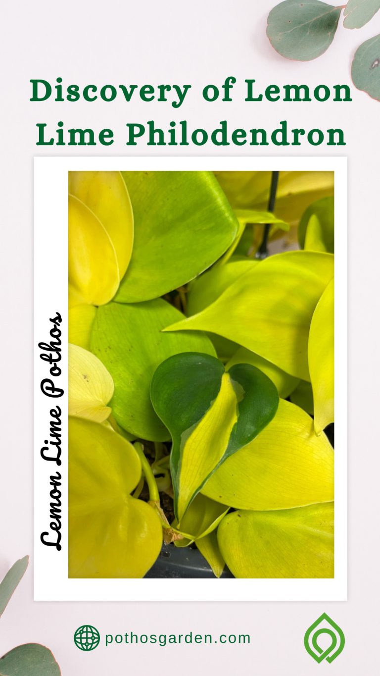 Lemon Lime Pothos