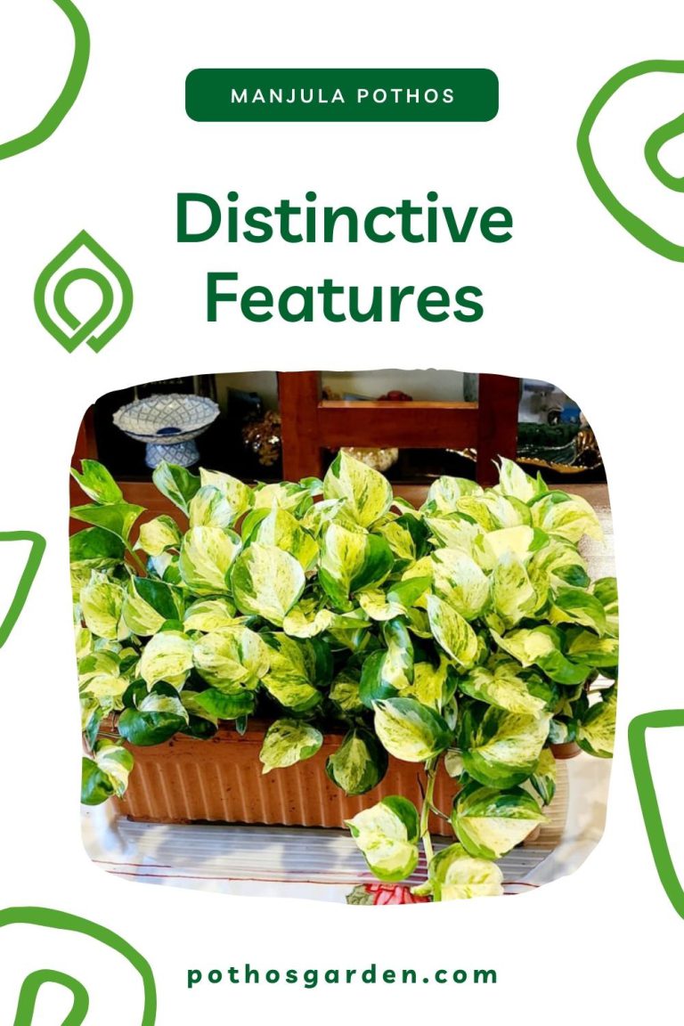 manjula pothos