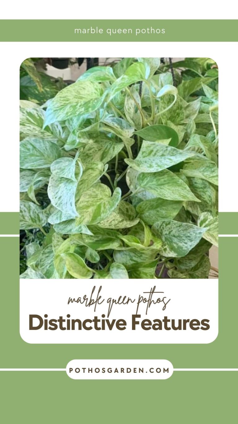 marble queen pothos