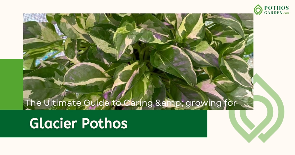 Glacier Pothos