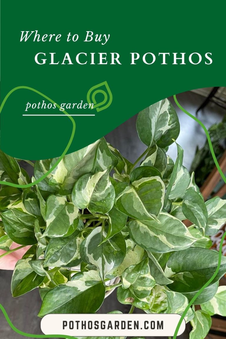 Glacier Pothos