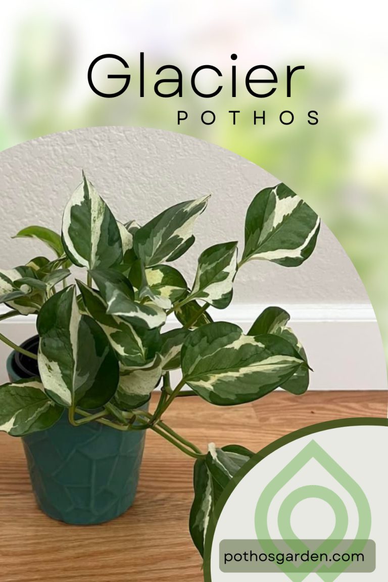 Glacier Pothos