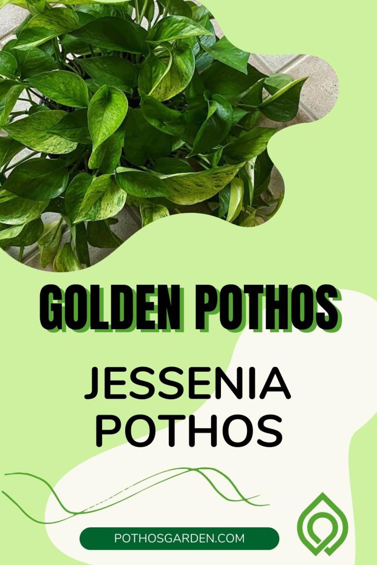 Jessenia Pothos