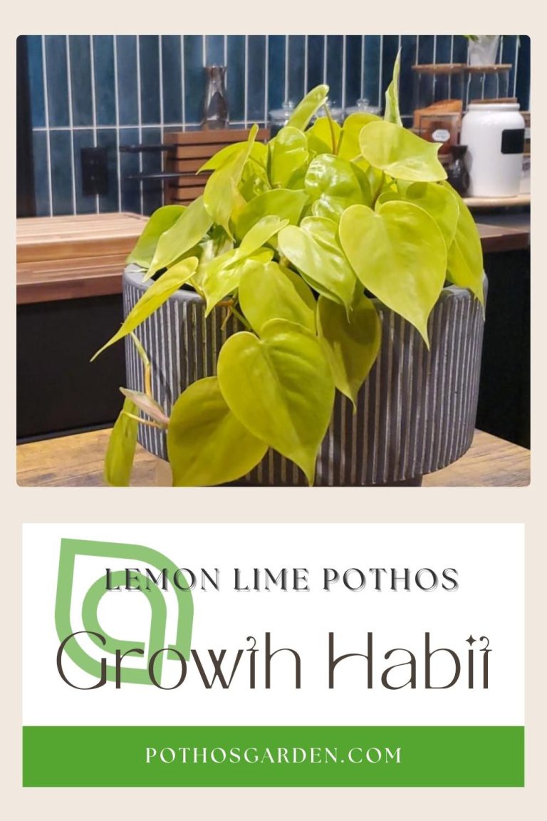 Lemon Lime Pothos