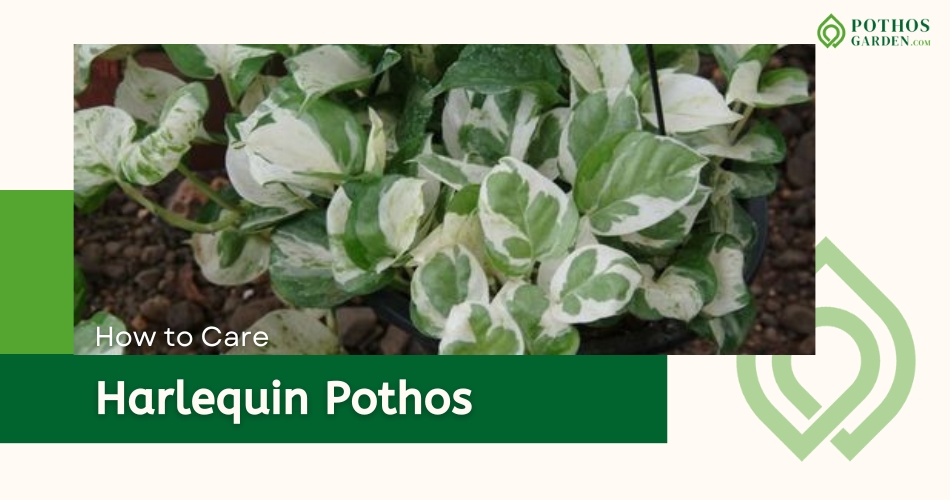 Harlequin Pothos
