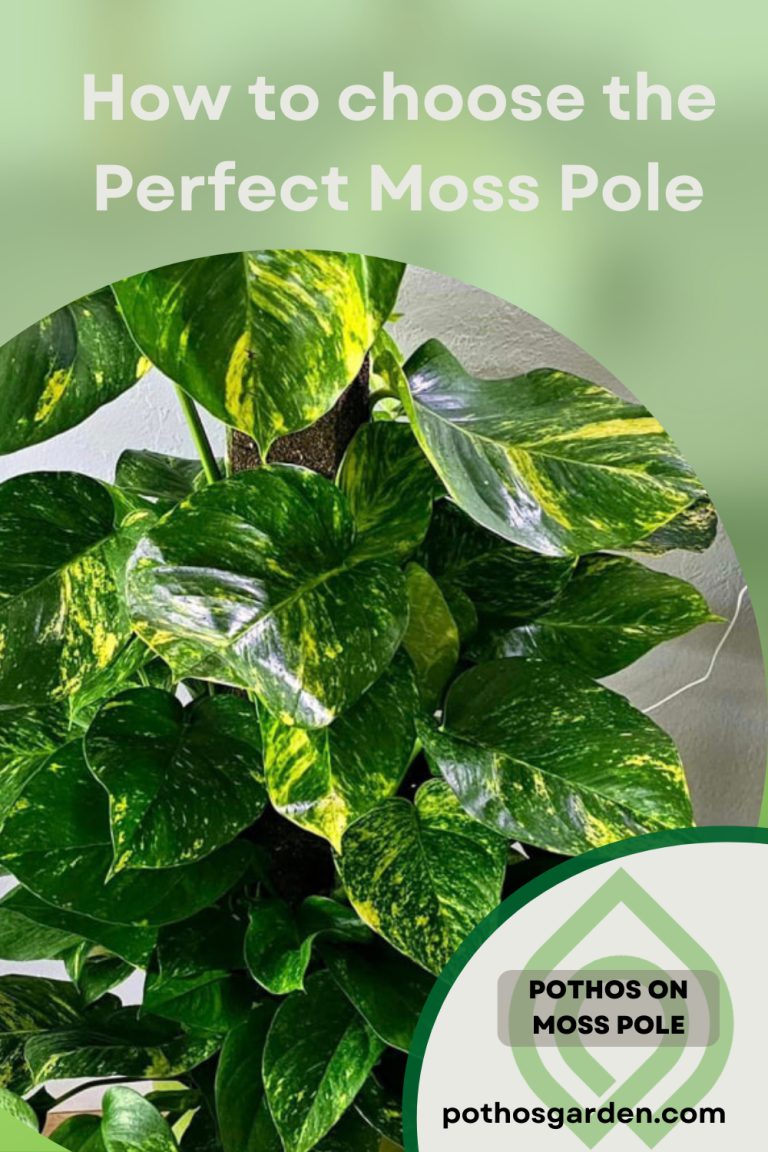Pothos on Moss Pole