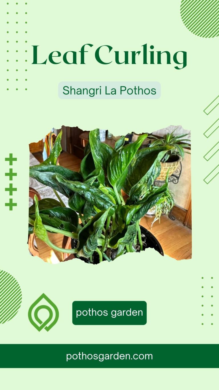 Shangri La Pothos