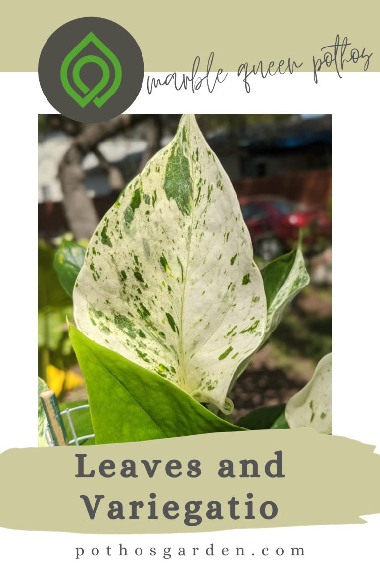 marble queen pothos