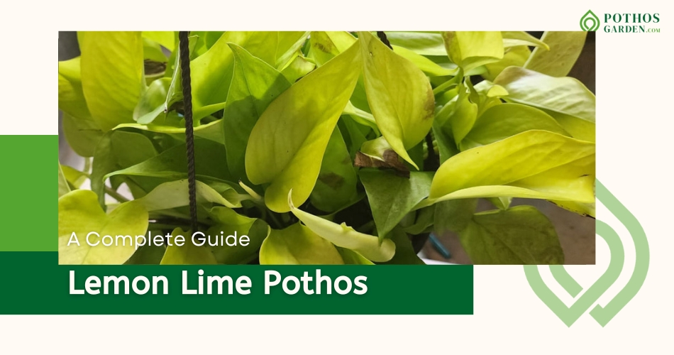 Lemon Lime Pothos