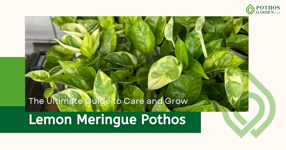 Lemon Meringue Pothos