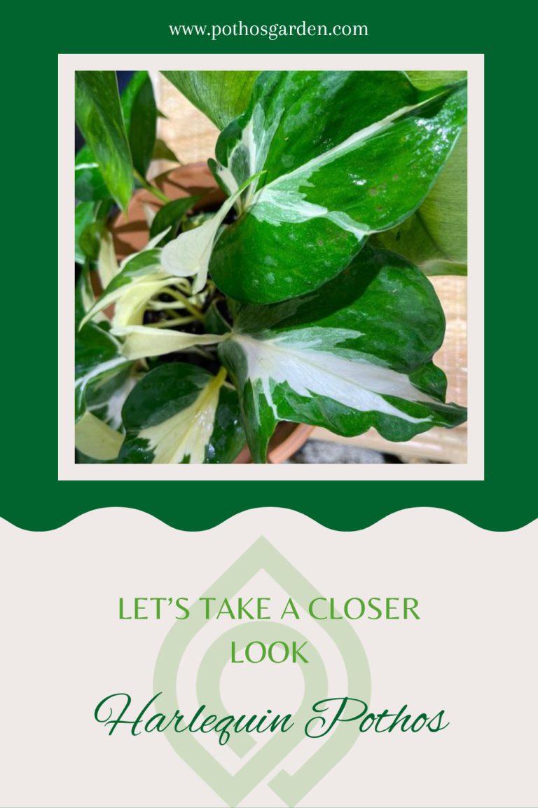 Harlequin Pothos