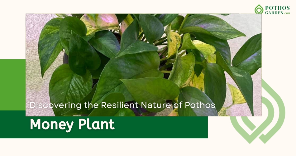 The Money Plant Discovering the Resilient Nature of Pothos