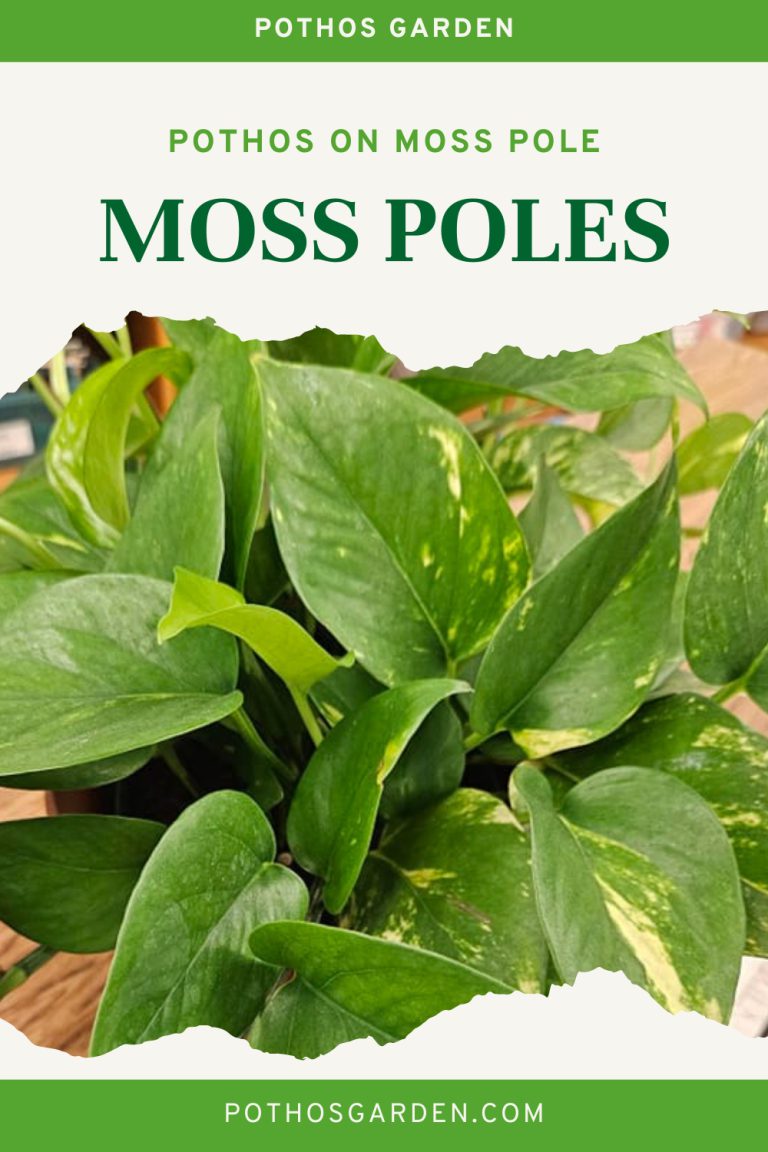 Pothos on Moss Pole