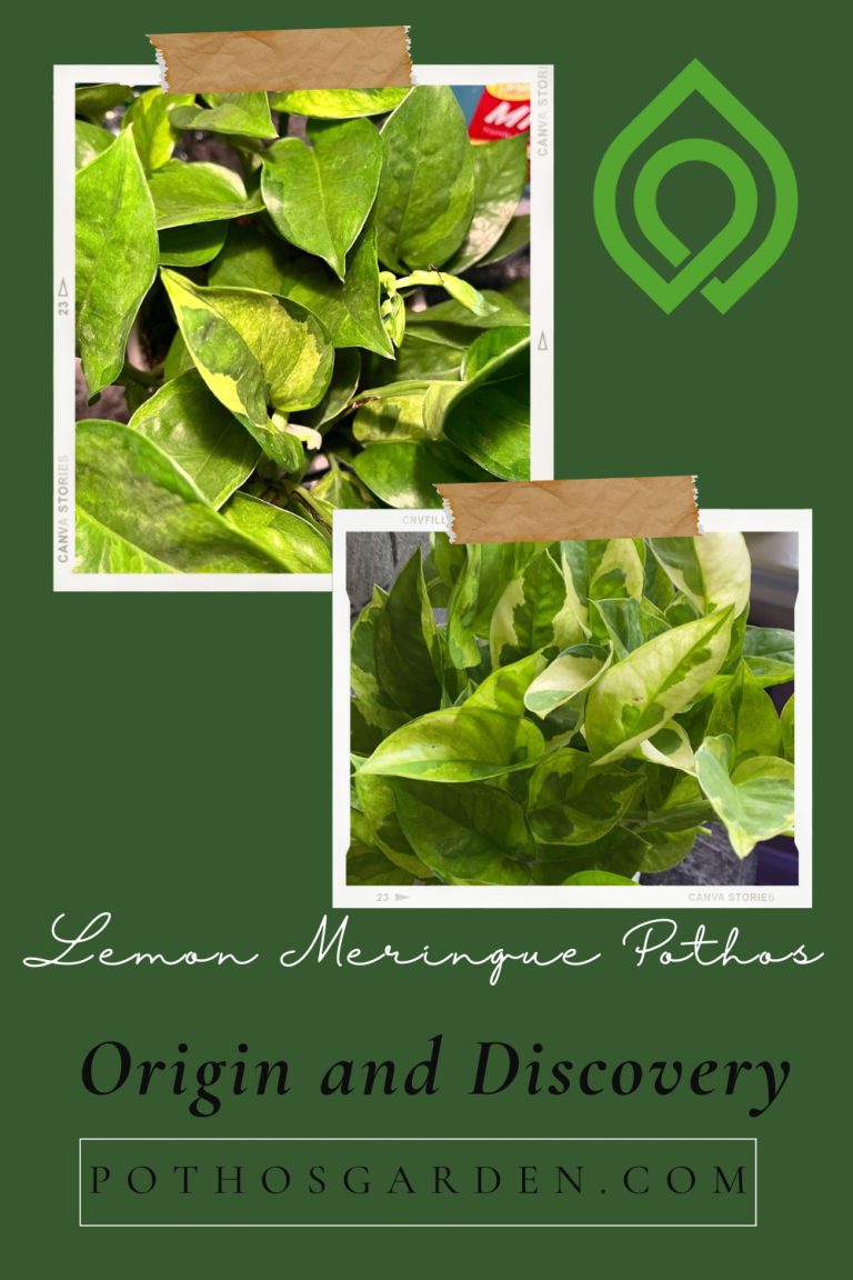 Origin and Discovery