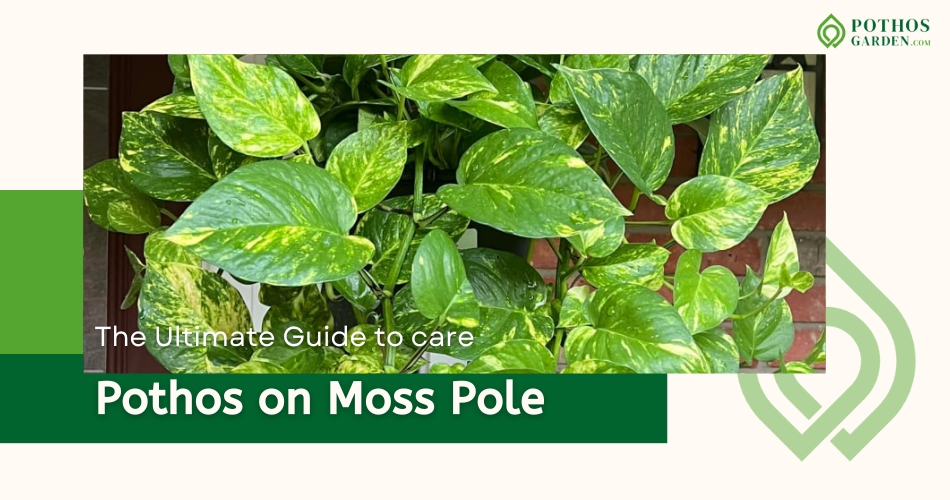 Pothos on Moss Pole