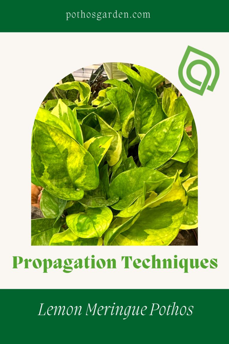 Propagation Techniques