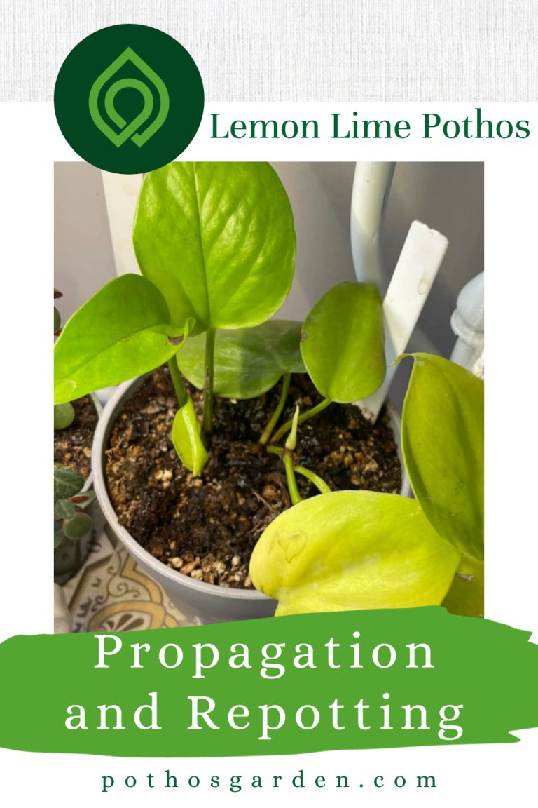 Lemon Lime Pothos