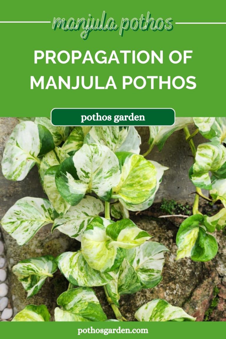 manjula pothos