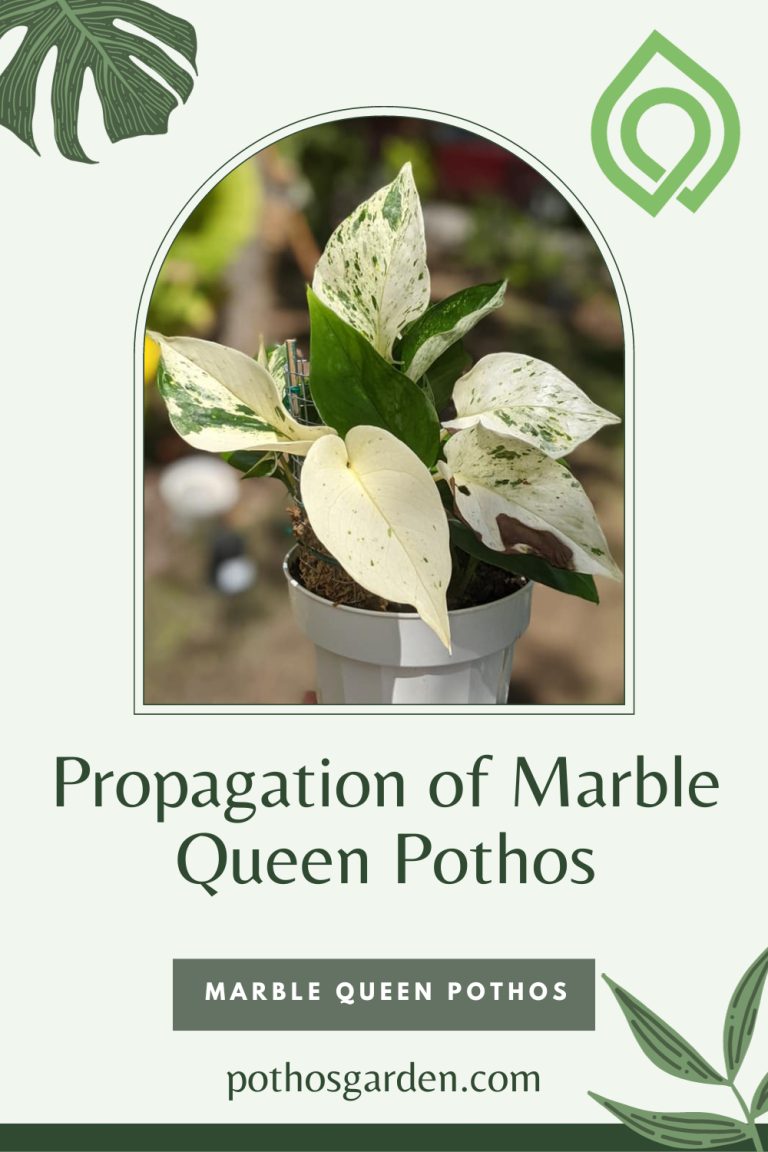 Propagation of Marble Queen Pothos