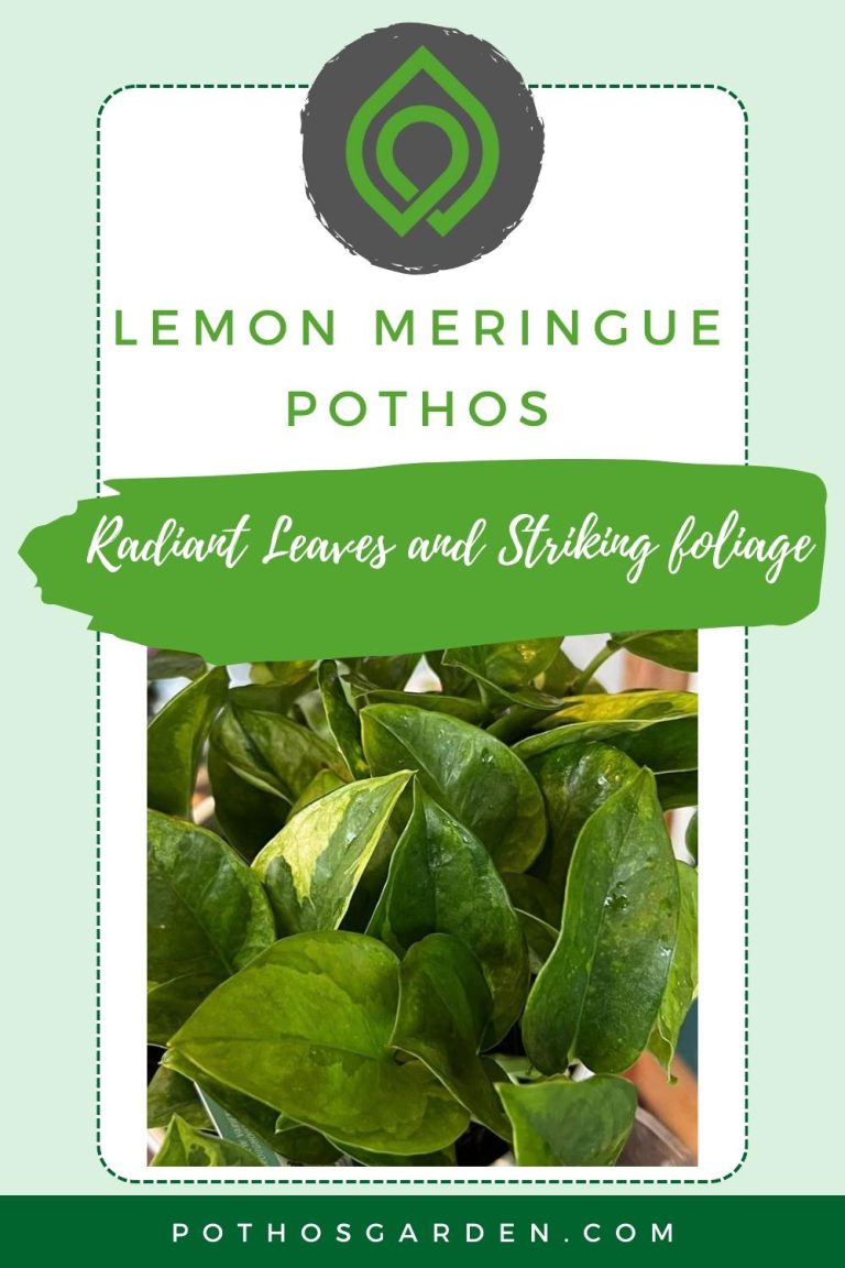 Radiant Leaves and Striking foliage