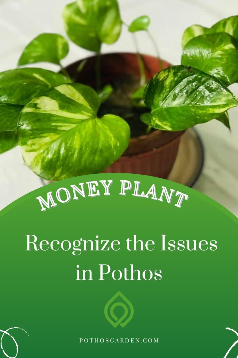 Money Plant