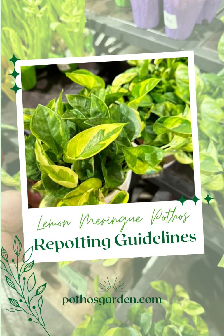 Repotting Guidelines