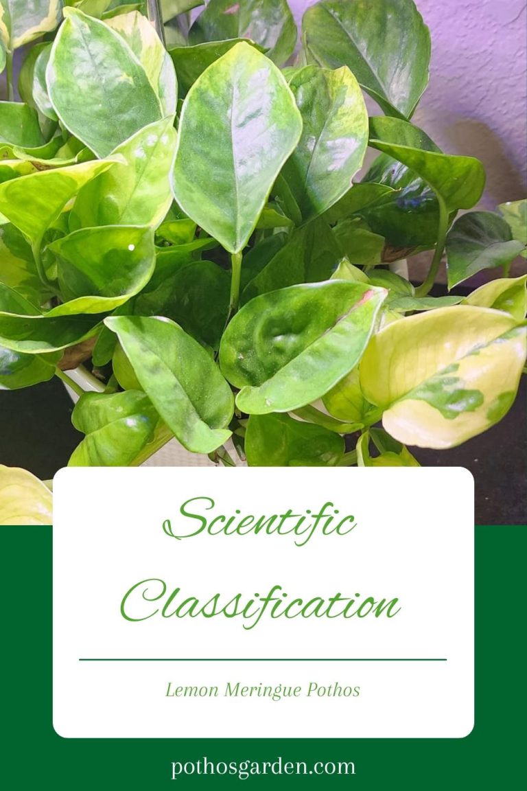 Scientific Classification