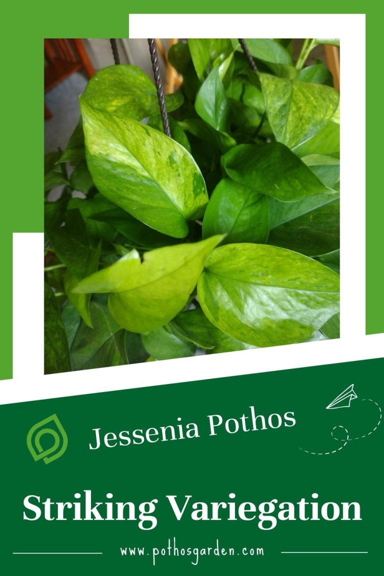 Jessenia Pothos