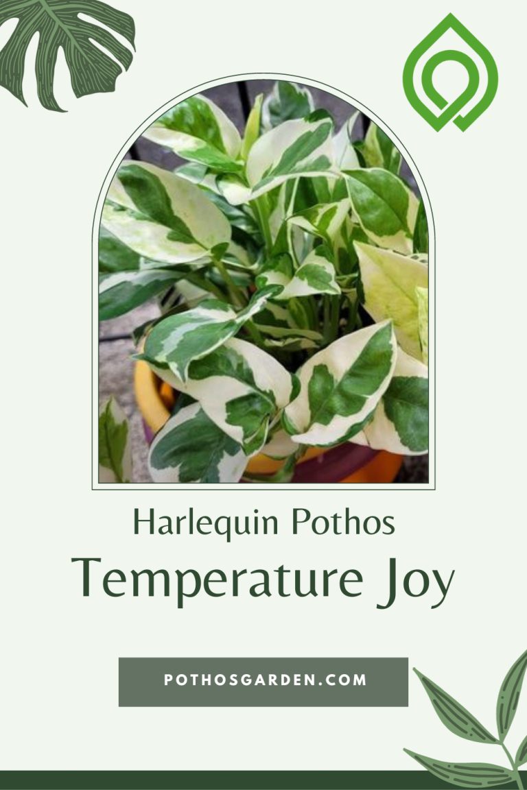 Harlequin Pothos